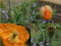 Picture Title - Poppy Life Cycle
