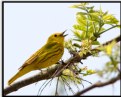 Picture Title - Yellow Warbler