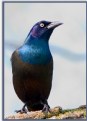 Picture Title - Common Grackle 2