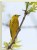 Yellow Warbler 2