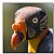 Kingvulture,  Close-up