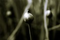 Picture Title - Chives