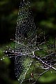 Picture Title - Spider's web in the rain