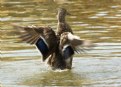 Picture Title - Duck washing off