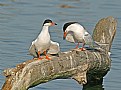 Picture Title - Apologetic Tern