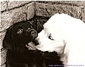 Picture Title - Puppy Love