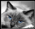 Picture Title - Ol' Blue Eyes