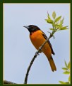 Picture Title - Baltimore Oriole