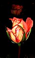 Picture Title - rose bud at night....