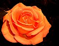 Picture Title - rose for friendship...