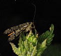 Picture Title - Unknown on Nettle Tip