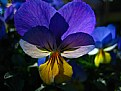 Picture Title - Common Purple/ Yellow Flower