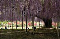 Picture Title - Under the old wisteria