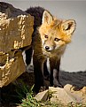 Picture Title - Another reworked Kit Fox image.