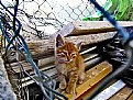 Picture Title - Kitty-2