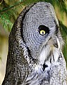 Picture Title - The Grey Owl