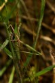 Picture Title - Unique grasshopper