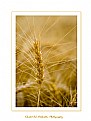 Picture Title - ..:: wheat ::..