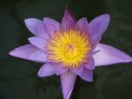 Picture Title - Water Lily