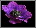 Picture Title - Blue anemone (2)