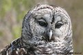 Picture Title - Odie -- Barred Owl