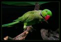 Picture Title - Green Bird 2 .