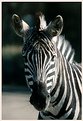 Picture Title - zebra