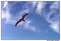 Picture Title - I wnat to fly like a seagull