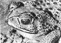 Picture Title - Portrait of a Predator