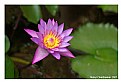 Picture Title - The Lotus