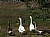 Domestic Geese