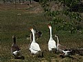 Picture Title - Domestic Geese