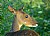 Bushbuck in my Garden