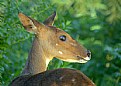 Picture Title - Bushbuck in my Garden