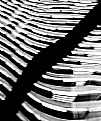 Picture Title - ThE PiaNo