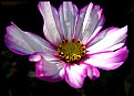 Picture Title - Magenta & White Cosmos