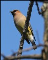 Picture Title - Cedar Waxwing