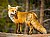 Red Fox Vixen patrolling the perimeter.