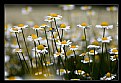 Picture Title - Daisies