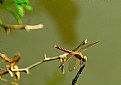 Picture Title - Dragon fly