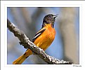 Picture Title - Oriole's song