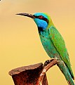 Picture Title - Bee Eater #3