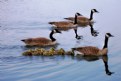 Picture Title - Geese