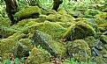 Picture Title - basalt and moss