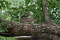 Picture Title - Squirrel