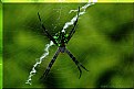 Picture Title - Green Spider