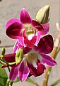 Picture Title - Orchids