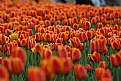 Picture Title - Walking Through The Tulips...