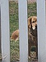 Picture Title - Dog Next Door