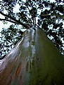 Picture Title - Wet Tree